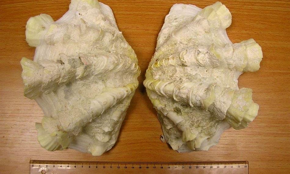 2017-1-10-1251foto 7 CITES.jpg